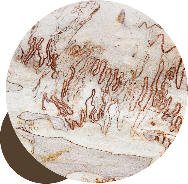 Why-Scribbly-Gum